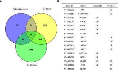 FERONIA functions through Target of Rapamycin (TOR) to negatively regulate autophagy